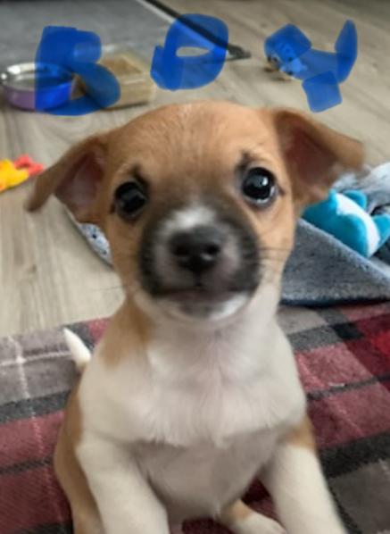 Photo of Ready for Christmas Puppies