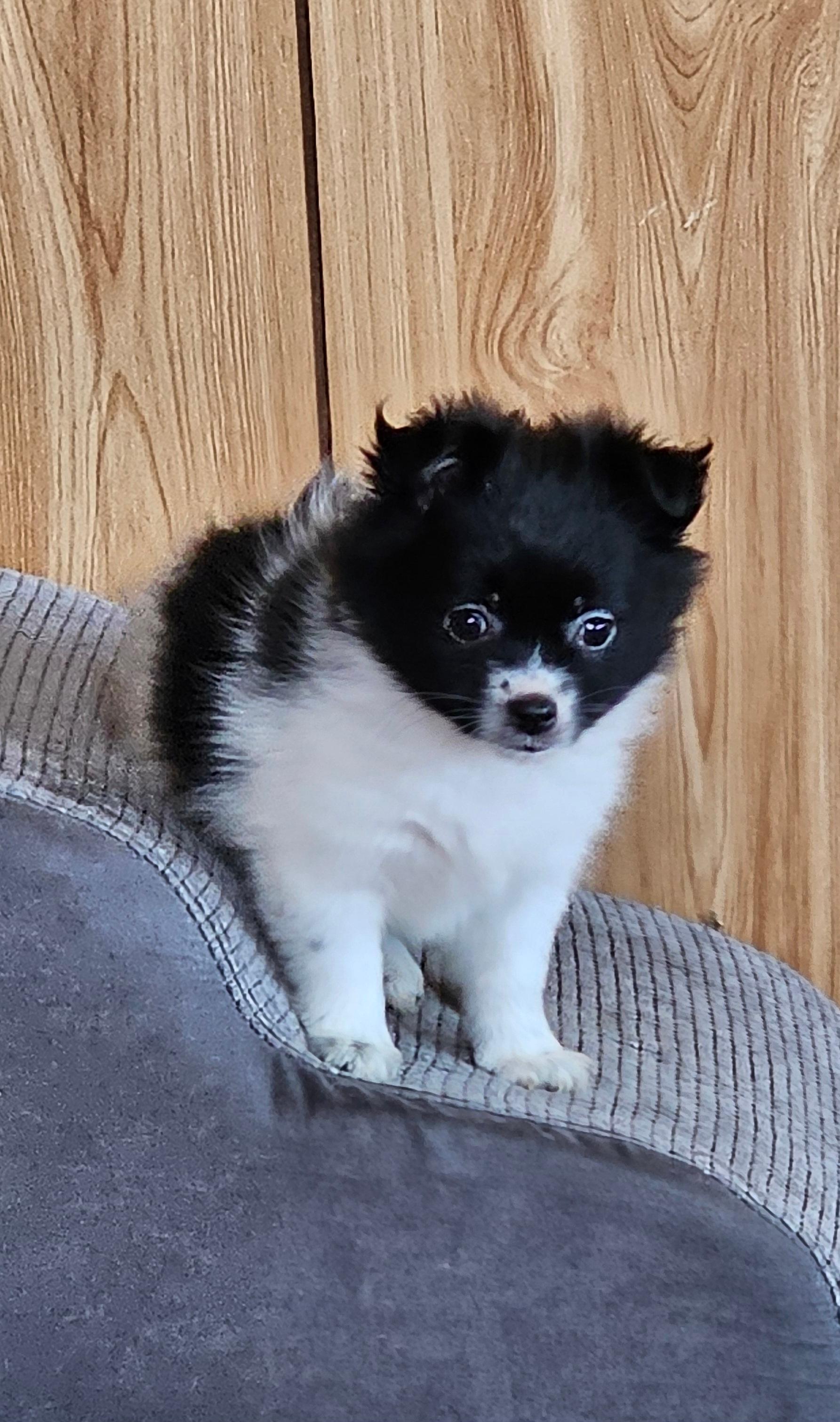 Photo of Pomchi pups Ready for new Homes 