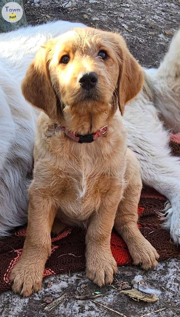 Photo of Goldendoodle Puppies