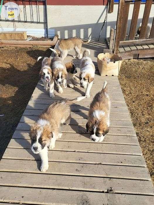 Photo of St Bernard/Maremma Cross Pups