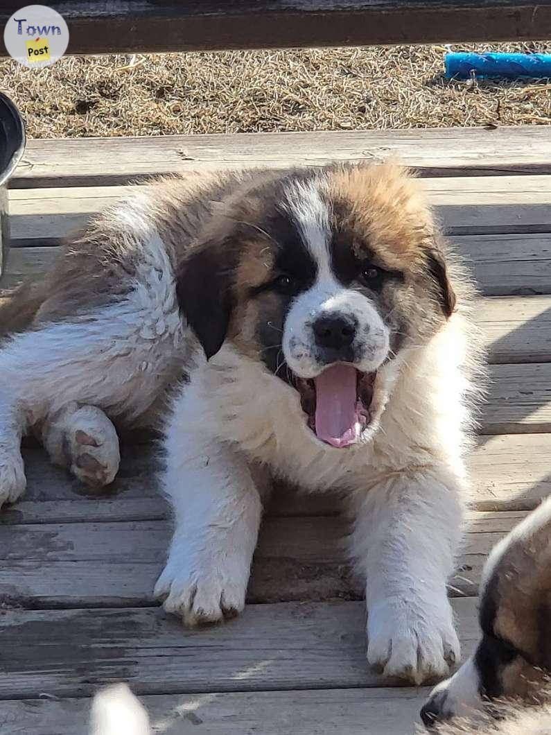 Photo of St Bernard/Maremma Sheepdog cross Pups