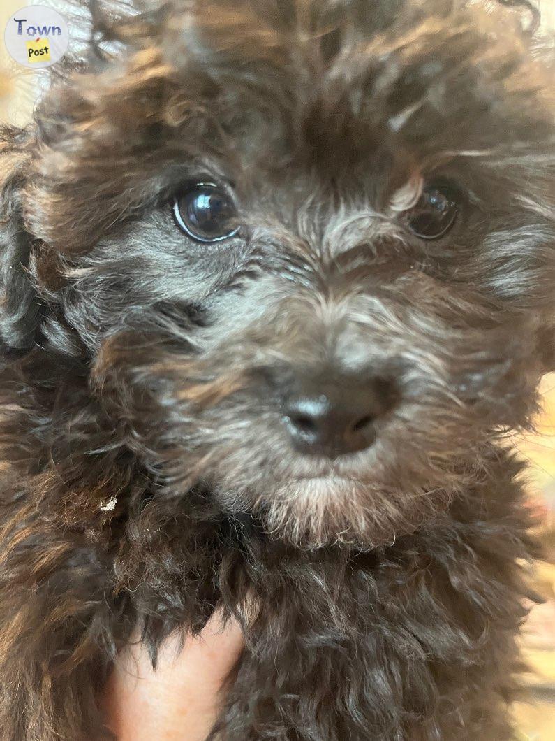 Photo of SOLD, CONTACT FOR WAITING LIST Maltipoo x havapoo pups