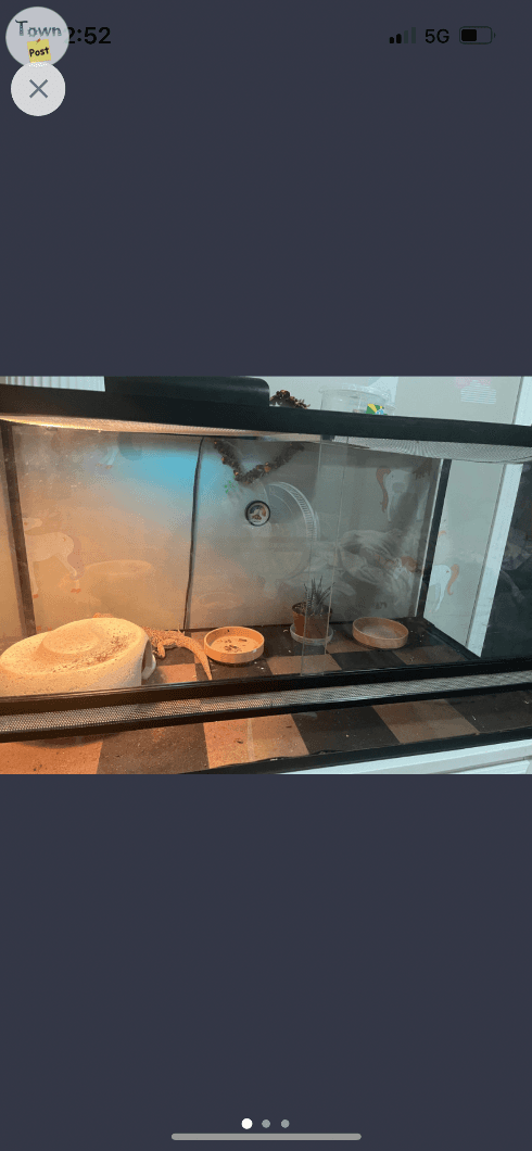 Photo of Bearded dragon and aquariaum and accessories 