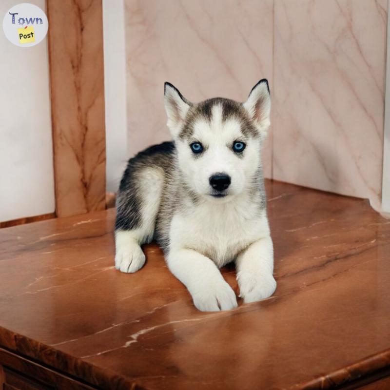 Photo of Siberian Husky Puppies (blue eyes)