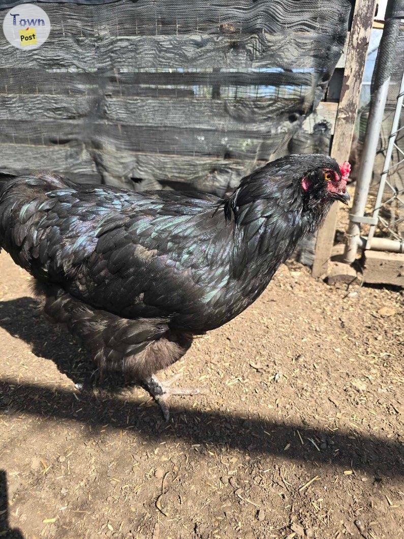 Photo of Laying Hens