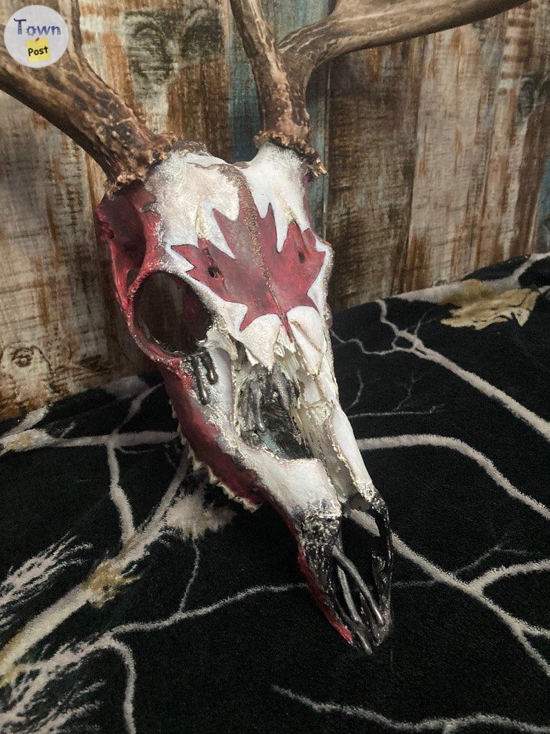 Photo of Canadian deer Euro