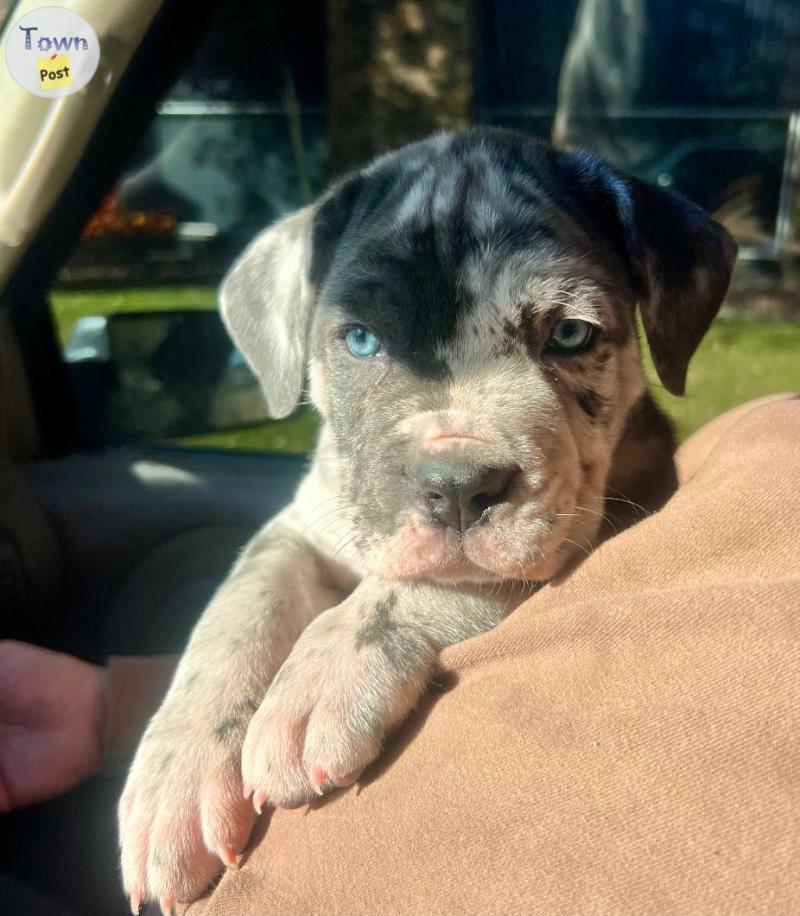 Photo of Hybrid Mastiff pups