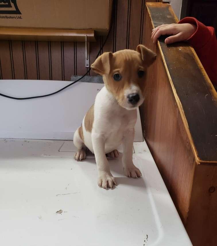 Photo of Jack Russell Terrier Puppies